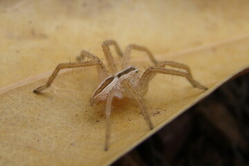 Green Huntsman Spider (Micrommata ligurina)