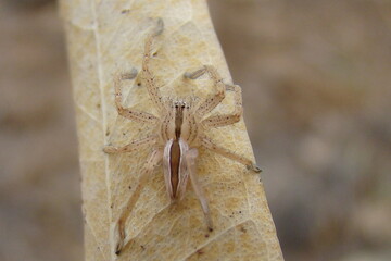 Green Huntsman Spider (Micrommata ligurina)