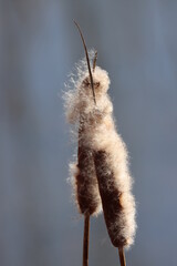 Two cattails in late winter