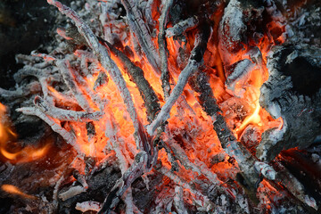 Embers of a burning fire in the forest