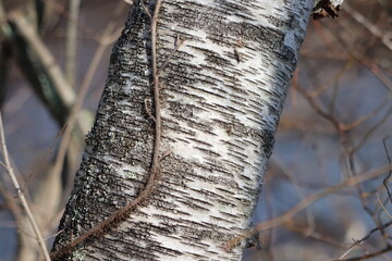 Closeup of a birch tree trunk