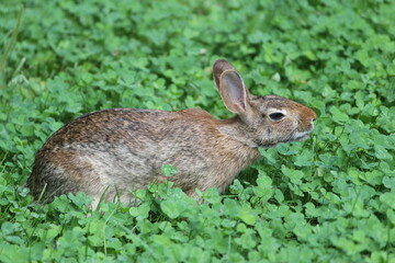 Eastern cottontail eating clover