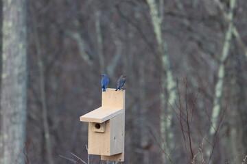 Eastern bluebird couple on a bluebird box