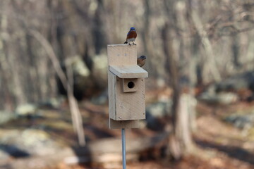 Eastern bluebird couple on a bluebird box