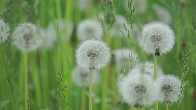 White dandelions swayed slightly in the wind.