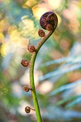 Water drops on a fern frond. © rory