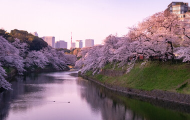 Fototapeta premium Cherry Blossoms at Chidorigafuchi, Tokyo, Japan. March 27, 2021.
