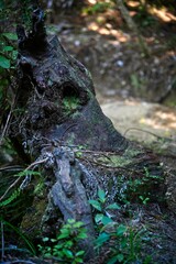 Tree in shape of an animal