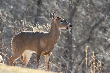 Whitetail doe in the setting sunlight