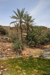 Oasis with palm trees in the south of Socotra Island, Yemen, Middle East