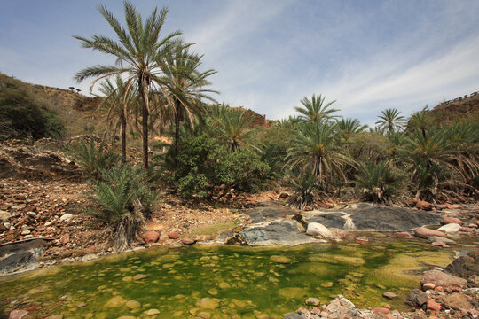 Socotra Bilder Durchsuchen 6,185 Archivfotos, und