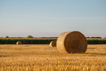 Rural landscape, hay bales after harvesting in the filed near the plantation of corns. Life in the countryside, farmers work in summer, autumn. - obrazy, fototapety, plakaty