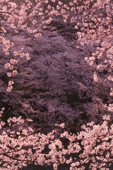 Cherry Blossoms at Chidorigafuchi, Tokyo, Japan. March 27, 2021.