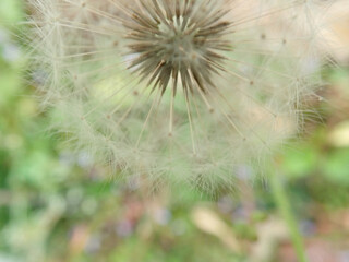 Dandelion gone to seed in a close up