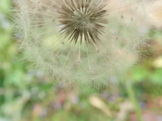 Fotobehang Dandelion gone to seed in a close up © Allen Penton