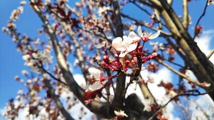 spring nature flowers foliage trees