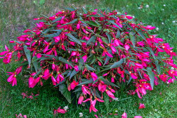 A large begonia bush in a flower pot covered with pink flowers.