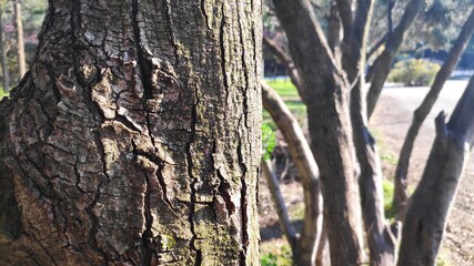 Obraz premium nature trees bark forest winter