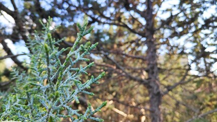 nature trees bark forest winter