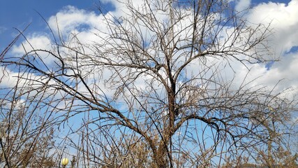 nature trees bark forest winter