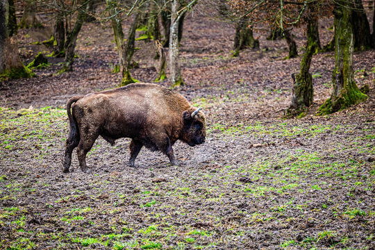 The European bison
