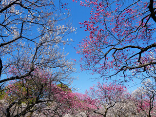 満開の梅の花