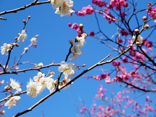 満開の梅の花