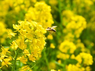 菜の花とミツバチ