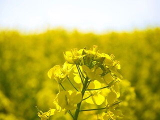Obraz premium 菜の花