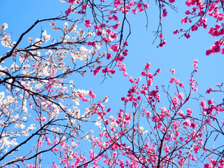 満開の梅の花