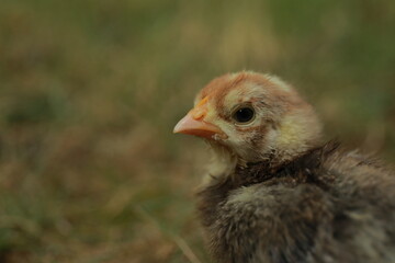 chick 