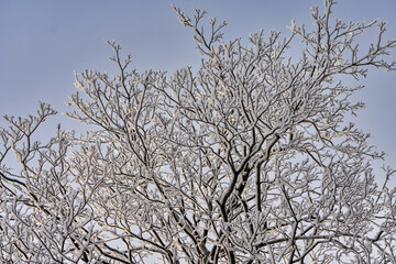 Snow and frost on the branches of trees against the background of the sky.