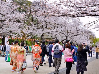 上野公園2　桜