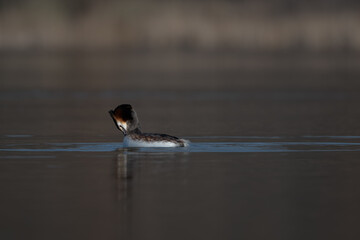 Great crested grebe (Podiceps cristatus) swimming and cleaning his feathers on water in spring
