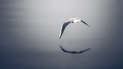 seagull in flight