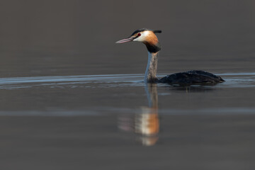 Great Crested Grebe Podiceps Cristatus swimming on lake Early spring morning portrait.
