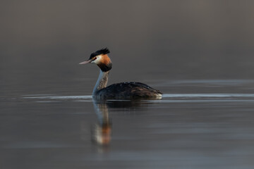 Bird on water. Close up portrait of a Great crested grebe (Podiceps cristatus) swimming on a blue lake in a cold morning spring