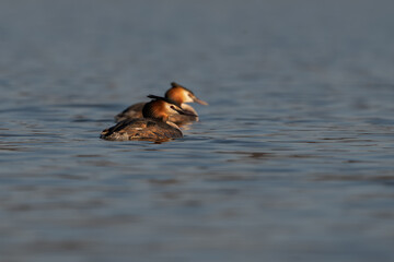 Pair of birds swimming on lake Great crested grebe (Podiceps cristatus) on water in spring