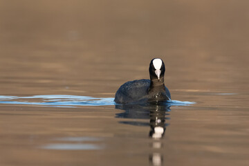 Close up portrait of a coot duck swimming on lake in spring. Eurasian coot (Fulica atra) on the pond