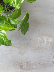 green house plant Scindapsus Epipremnum on grey background. Ornamental garden in the apartment. Green house 