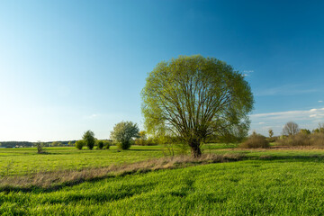 Round willow tree crown and green meadow