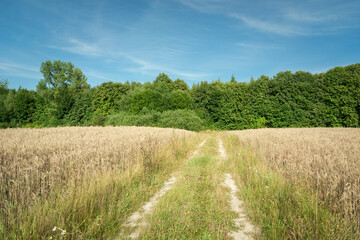 A golden field with a country road, a forest to the horizon and a blue sky