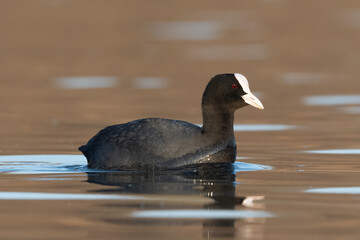 Coot swimming (Fulica atra) Close up Eurasian Coot on lake in spring