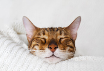 Cute brown closed eyes sleeping bengal cat lying on white knitted plaid at cozy home on white background, close-up.