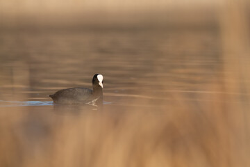 Common eurasian coot (Fulica atra) swimming in the golden reflections of reed