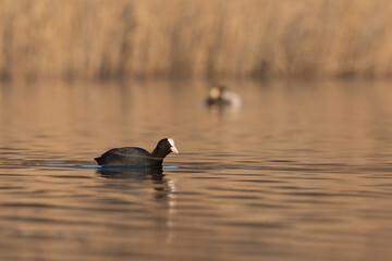 Eurasian coot (Fulica atra) swimming on the water lake in spring