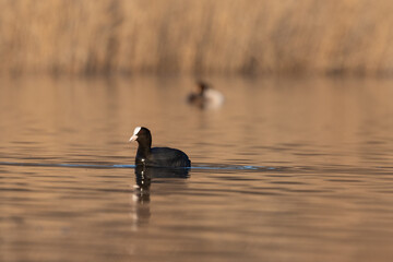 Eurasian coot (Fulica atra) swimming on the water lake in spring