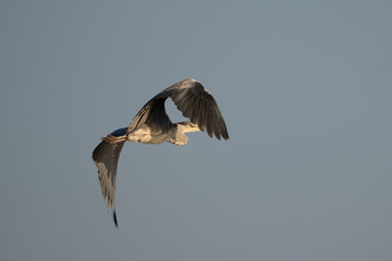 Great gray heron (Ardea cinerea) flying against blue sky in spring