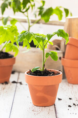 Small tomato plant seedling