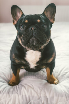 Portrait of a dog of breed French Bulldog close-up on the bed. Vertical photo